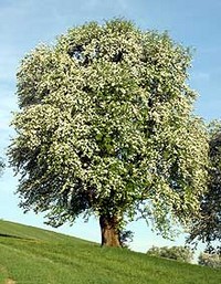Obstbaumblüte