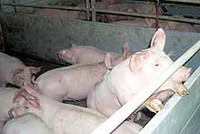 Schweinestall am Wastlbauerhof