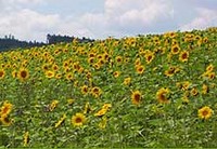 Sonnenblumenfeld vom Wastlbauerhof